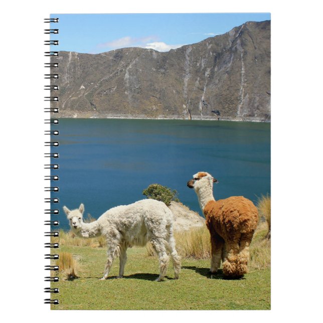 Llamas Notebook (Front)