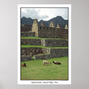 Llamas of Machu Picchu Peru Poster