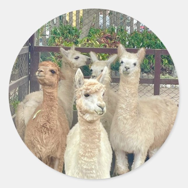 Llamas of Peru on stickers (Front)