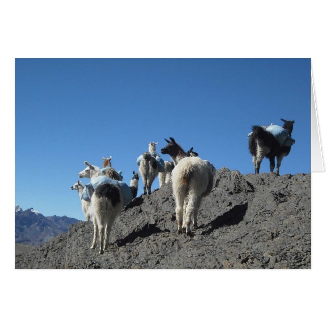 Llamas Pack Herd Bolivia Andes Mountain Note Card (Front Horizontal)