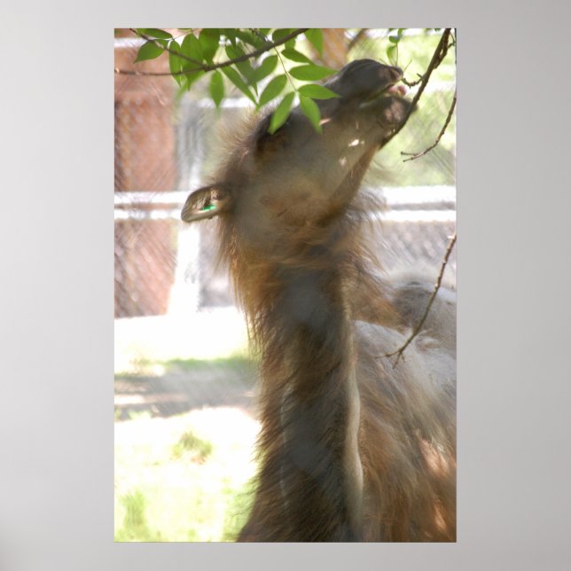 Llamas Poster (Front)