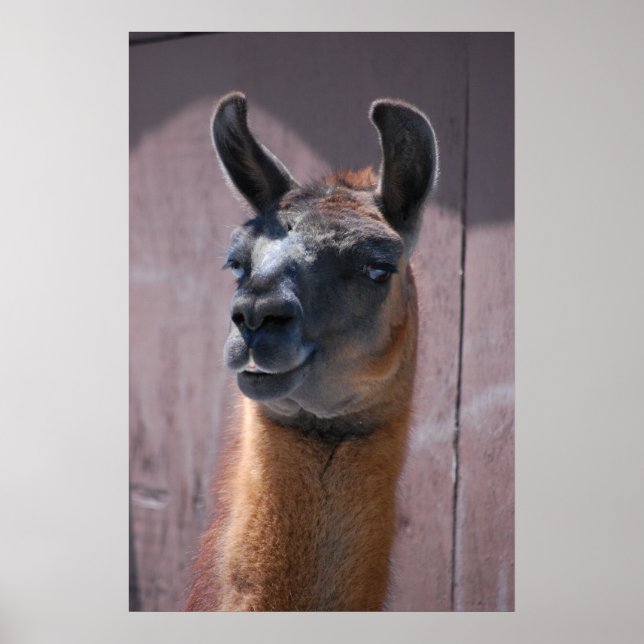 Llamas Poster (Front)