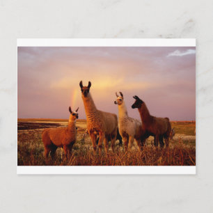 Llamas with a rainbow sky postcard