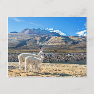 Llamitas en el Salar de Uyuni, Bolivia. Postcard