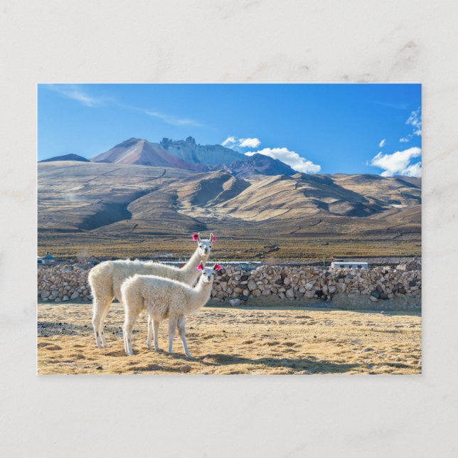Llamitas en el Salar de Uyuni, Bolivia. Postcard (Front)