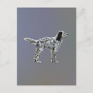 LLewellin Setter Postcard
