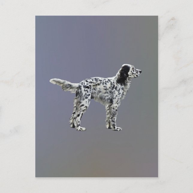 LLewellin Setter Postcard (Front)