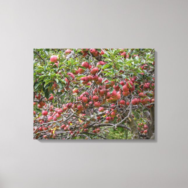 Loaded Apple Tree Canvas Print (Front)