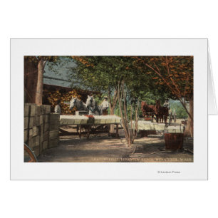 Loading Fruit at Longview Ranch