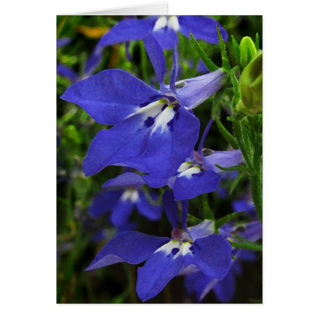 Lobelia bleu (Devant)