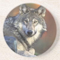 Lobo Gris