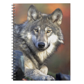Lobo Gris Notebook