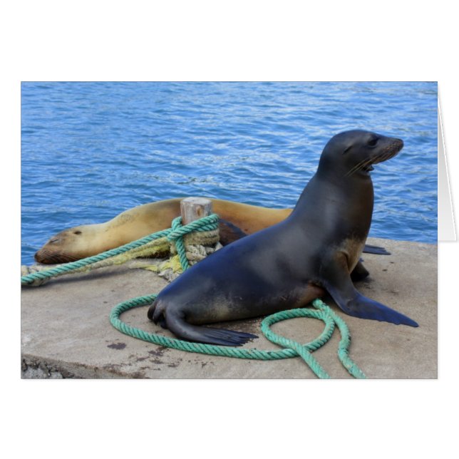 Lobos Marinos (Front Horizontal)