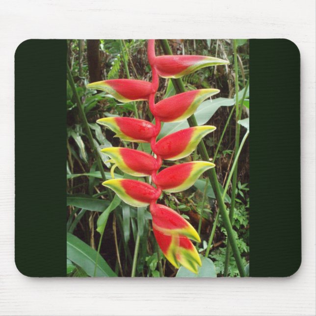 Lobster Claw Flower- Heliconia Rostrata Mouse Pad (Front)