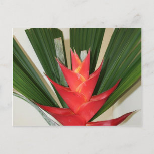Lobster claw Heliconia flower Postcard