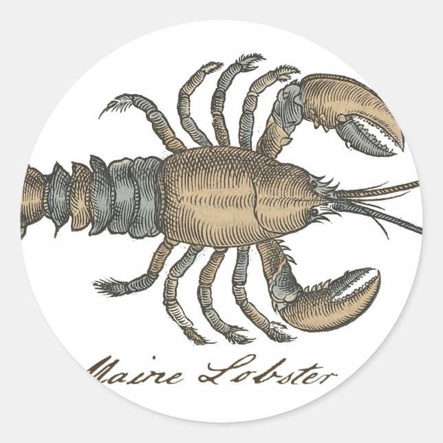 Lobster Illustration Antique Maine Seafood Classic Round Sticker (Front)