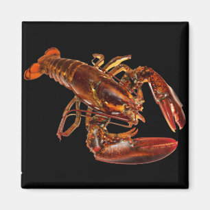 Lobster Magnet