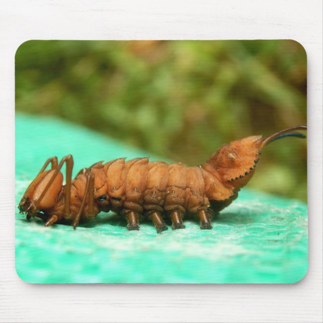Lobster Moth Caterpillar Mouse Mat (Front)
