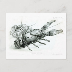 Lobster Postcard