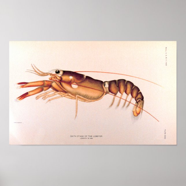 Lobster Poster (Front)