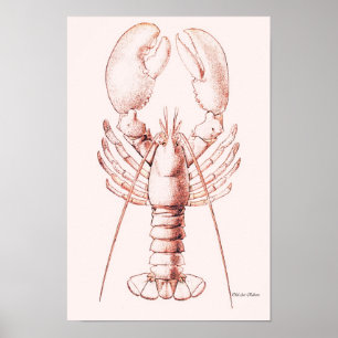 Lobster Poster ~ American Lobster