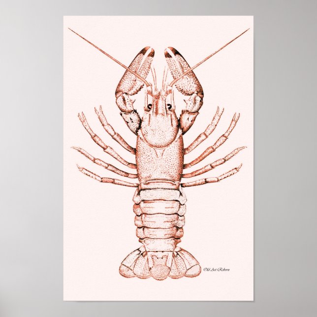 Lobster Poster ~ River Cray-Fish (Front)