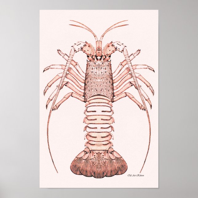 Lobster Poster ~ Rock Lobster (Front)