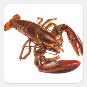Lobster Square Sticker