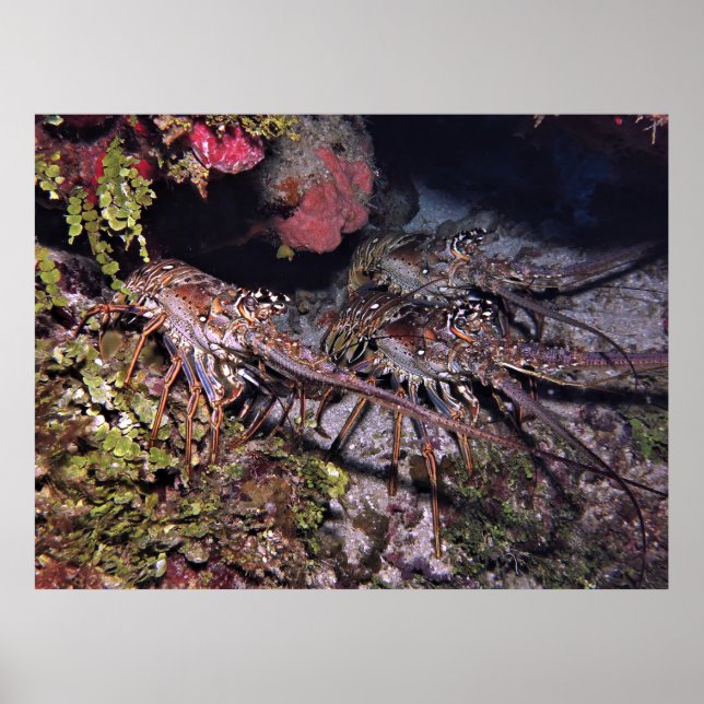 Lobster Trio Poster (Front)