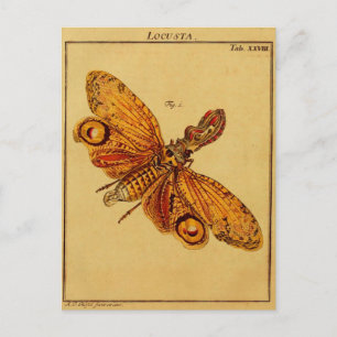 Locusta Postcard