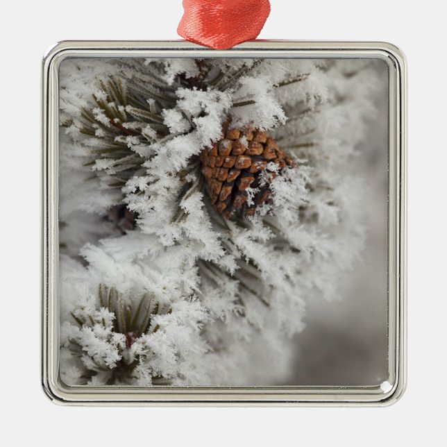 Lodgepole Pine cone in winter in Yellowstone Metal Ornament (Front)