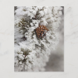 Lodgepole Pine cone in winter in Yellowstone Postcard