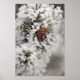 Lodgepole Pine cone in winter in Yellowstone Poster