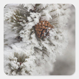 Lodgepole Pine cone in winter in Yellowstone Square Sticker