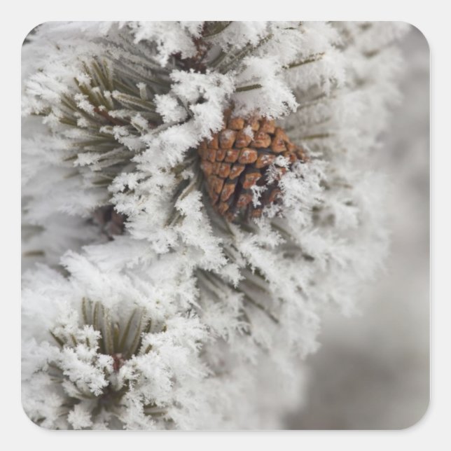 Lodgepole Pine cone in winter in Yellowstone Square Sticker (Front)