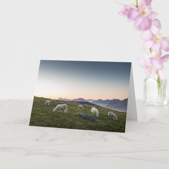 Lofoten Sheep Card (Orchid)