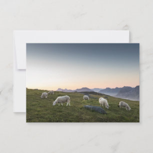 Lofoten Sheep Nature Photo
