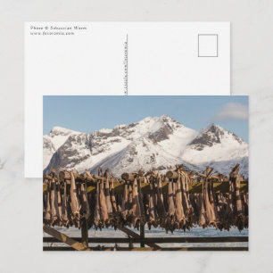 Lofoten Stockfish Postcard