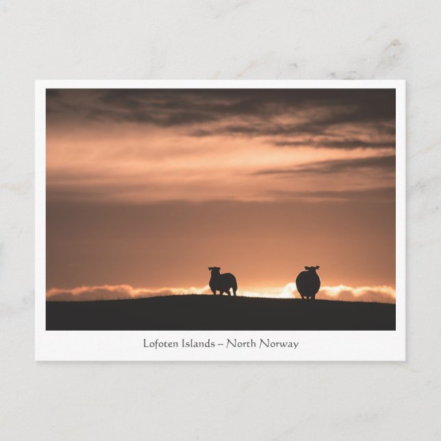 Lofoten Sunset Sheep Postcard (Front)