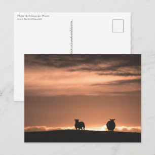 Lofoten Sunset Sheep Postcard