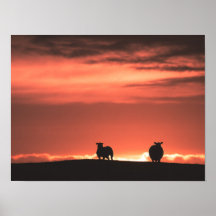 Lofoten Sunset Sheep