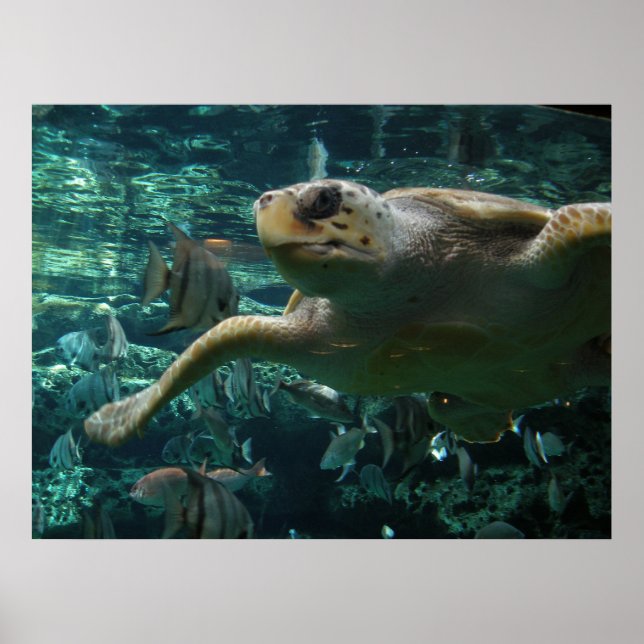 Logger Head Sea Turtle Poster (Front)
