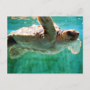 Loggerhead #1 Postcard