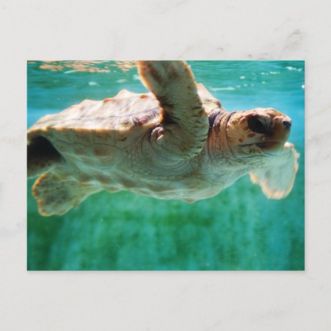 Loggerhead #1 Postcard (Front)
