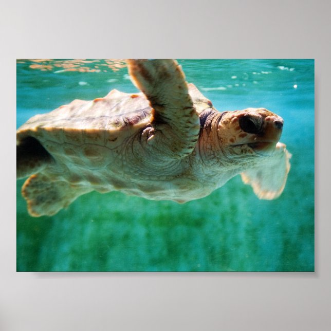 Loggerhead #1 Poster (Front)