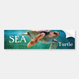Loggerhead #2 Bumper Sticker