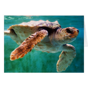 Loggerhead #2 Card