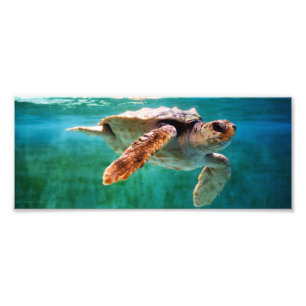 Loggerhead #2 Photo Print