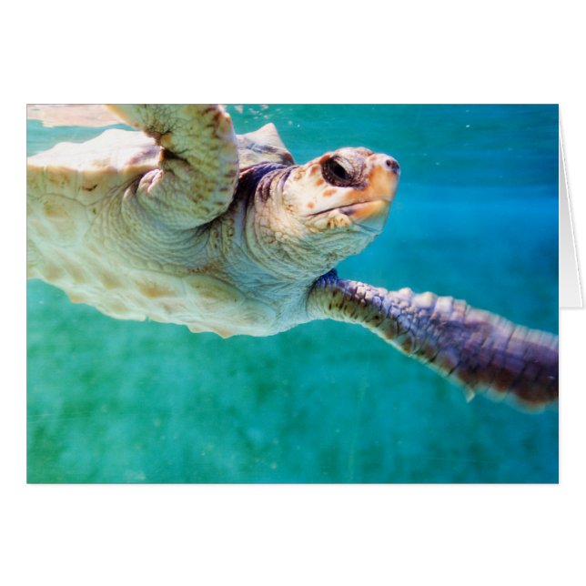 Loggerhead #3 Card (Front Horizontal)