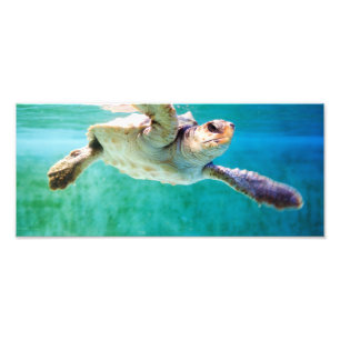 Loggerhead #3 Photo